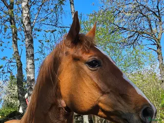 hästar Liten kille med stort hjärta i Skövde - Annons 15