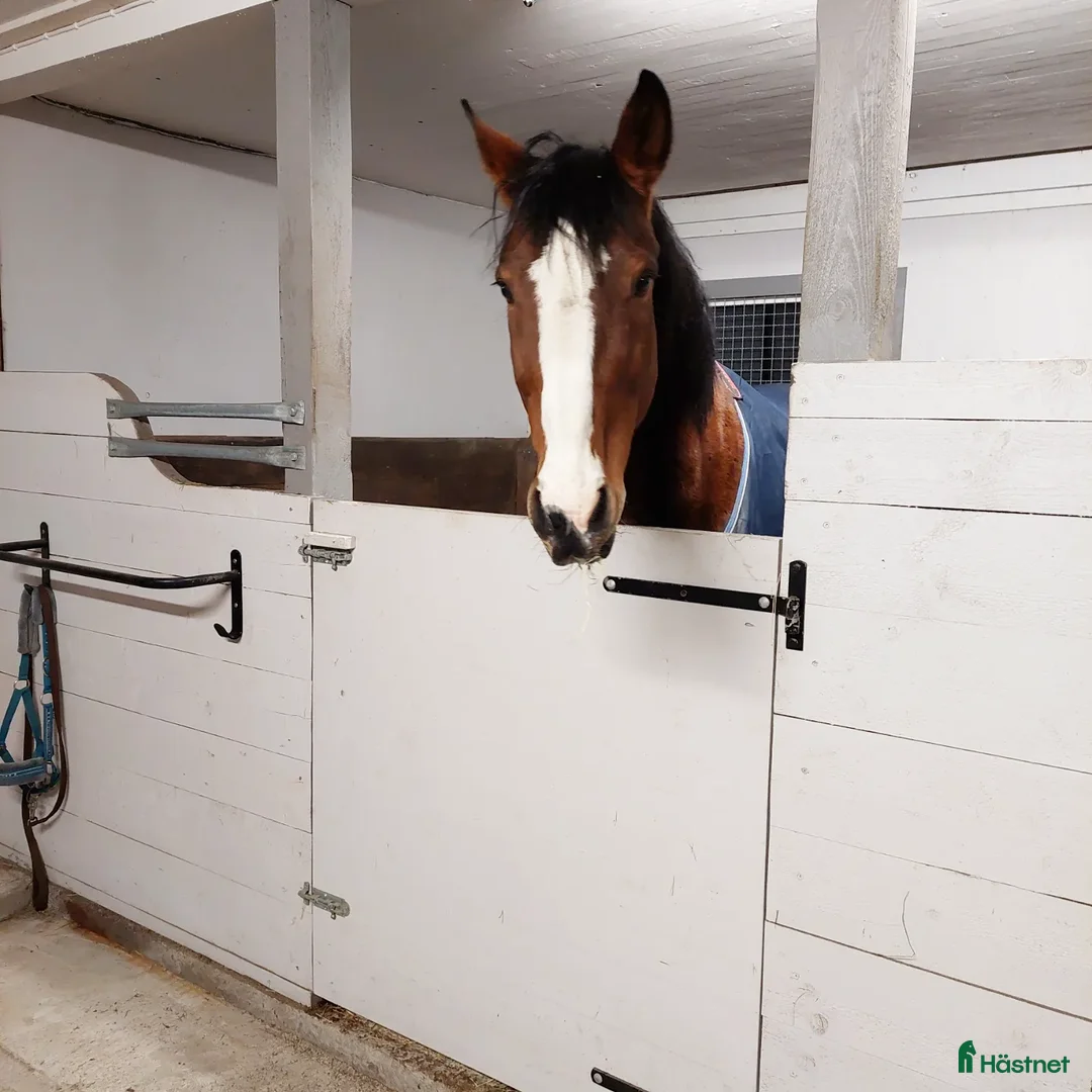  foderhäst finnes: Finaste killen behöver nytt hem - Annons 6