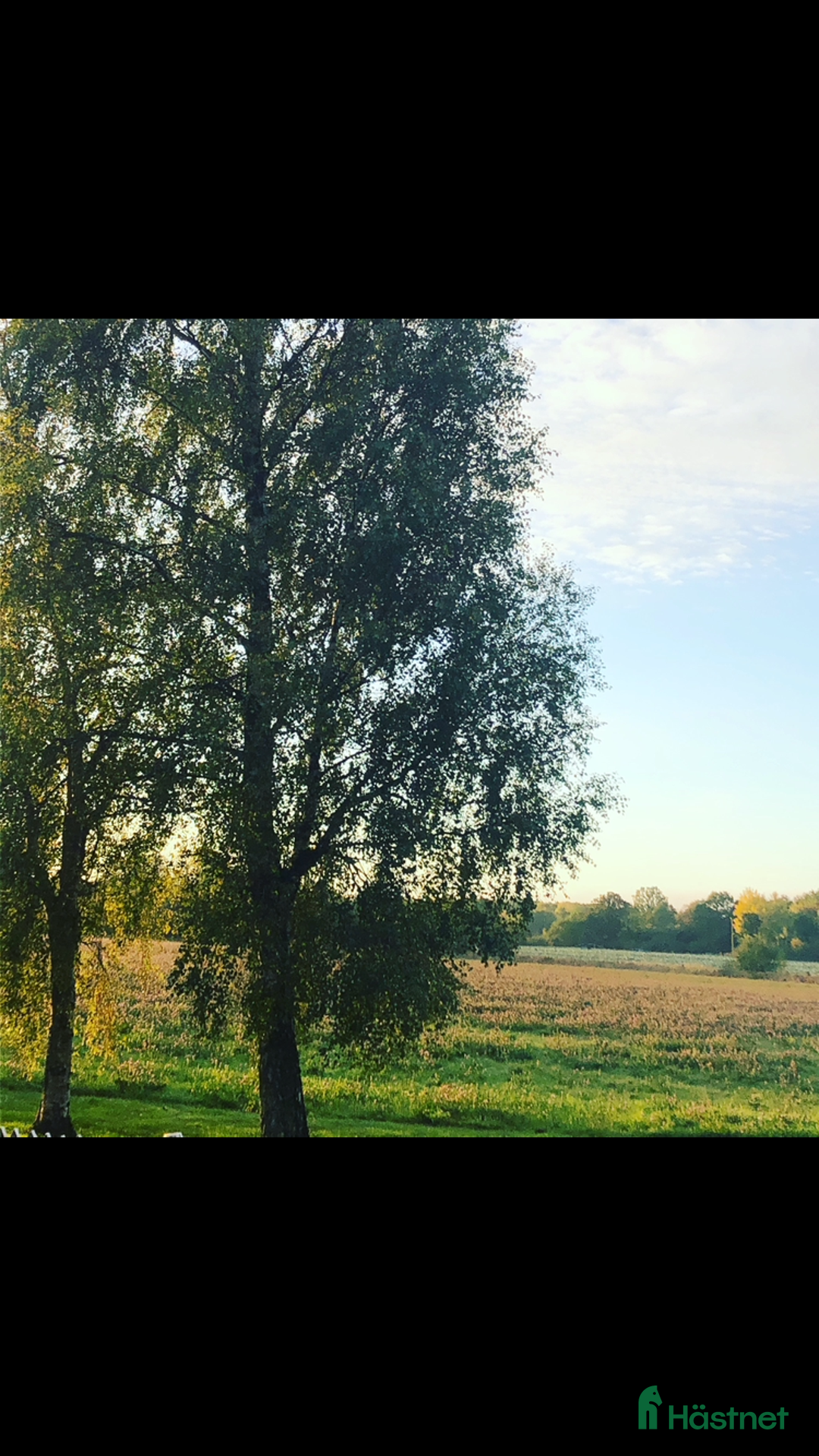 Sällskap hästar sökes: Snäll mysig ponny för pyssel /promenad gärna äldre - Annons 1