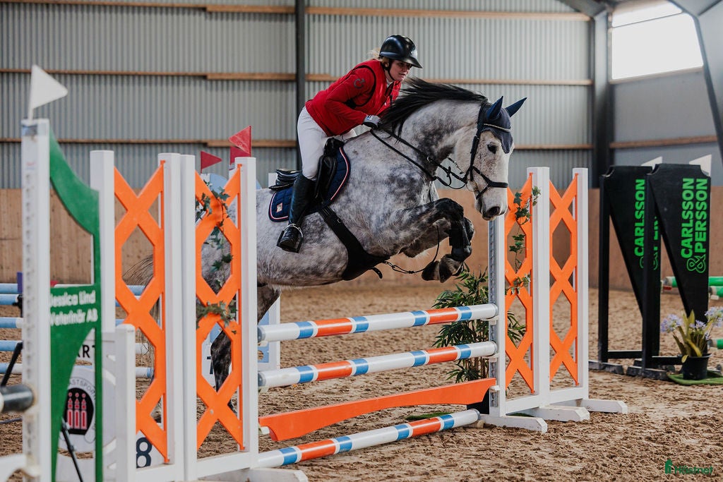  hästar Lyxig allround häst! - Annons 2