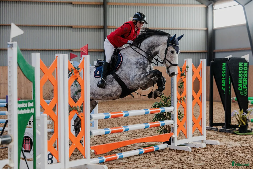 Hoppning hästar till salu: Lyxig allround häst! i Vedum - Annons 2