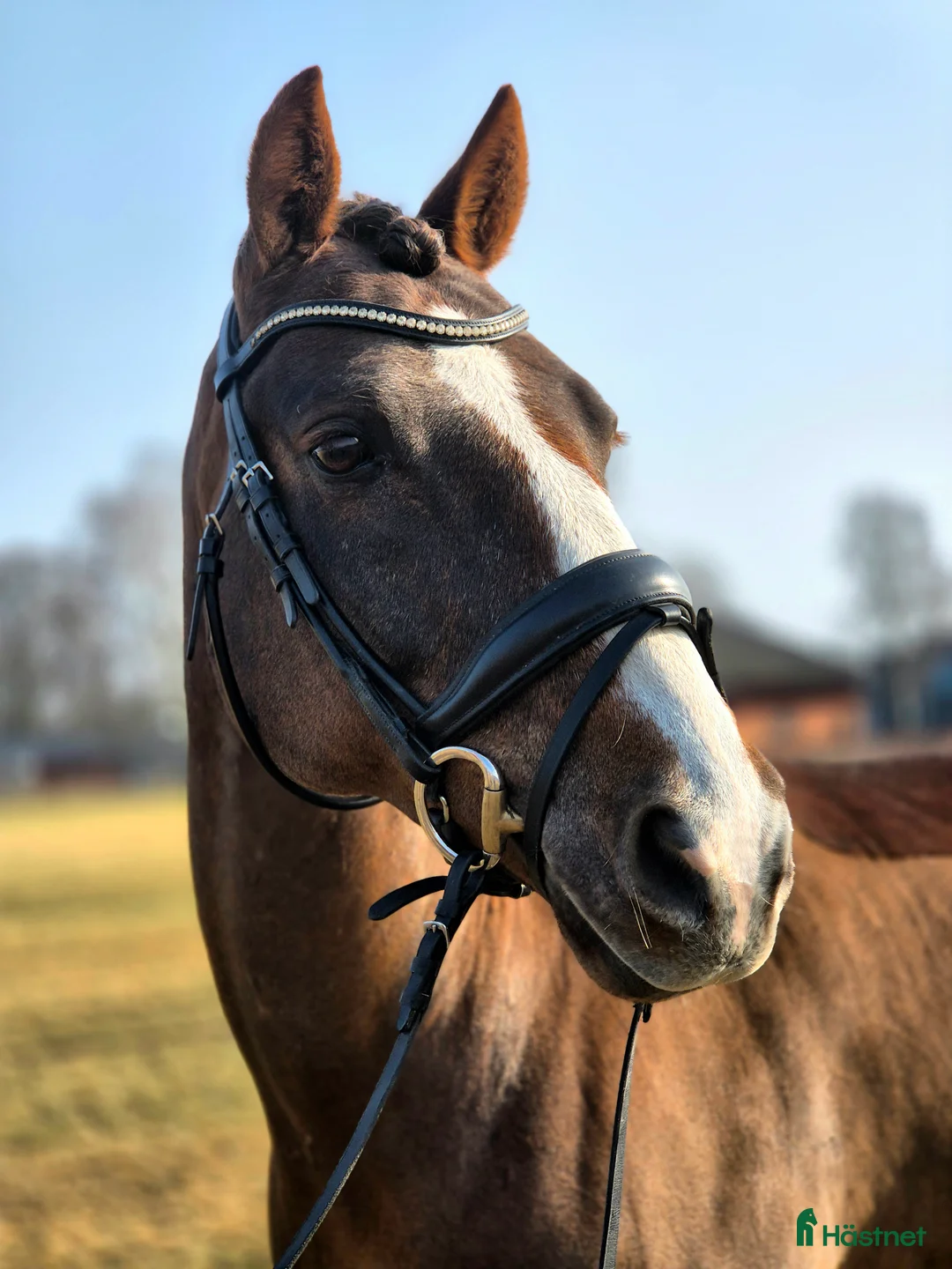 Dressyr hästar till salu: Dalamöllans Red Love - Annons 3