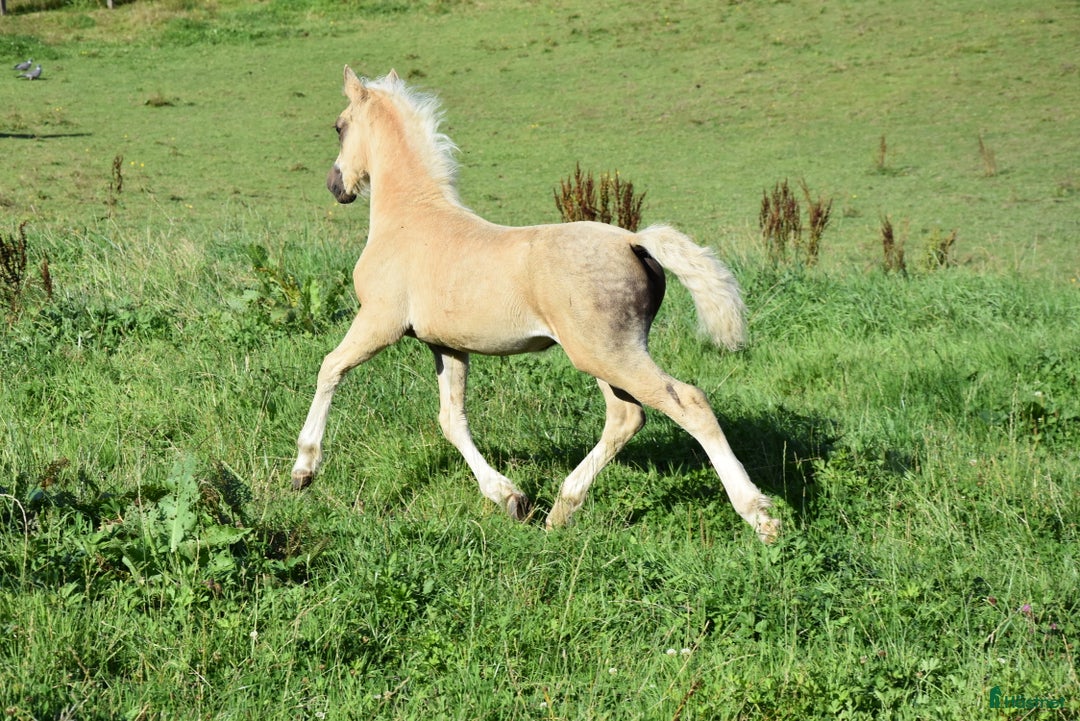 Allround hästar till salu: Welsh cob stoföl med fart i! i Partille - Annons 4
