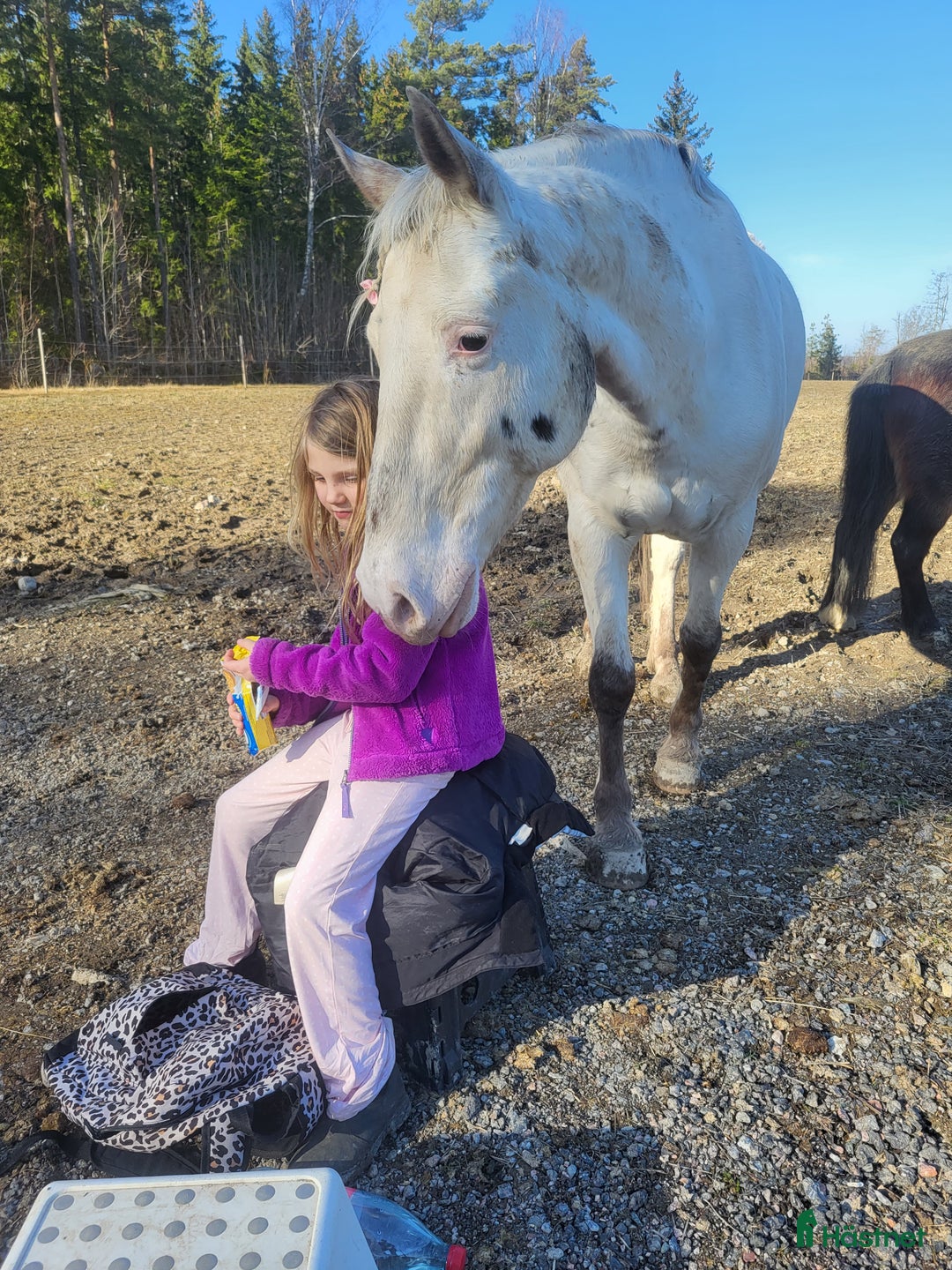 Allround hästar till salu: Vår fina Milou letar ny bästa kompis i Nyköping - Annons 2