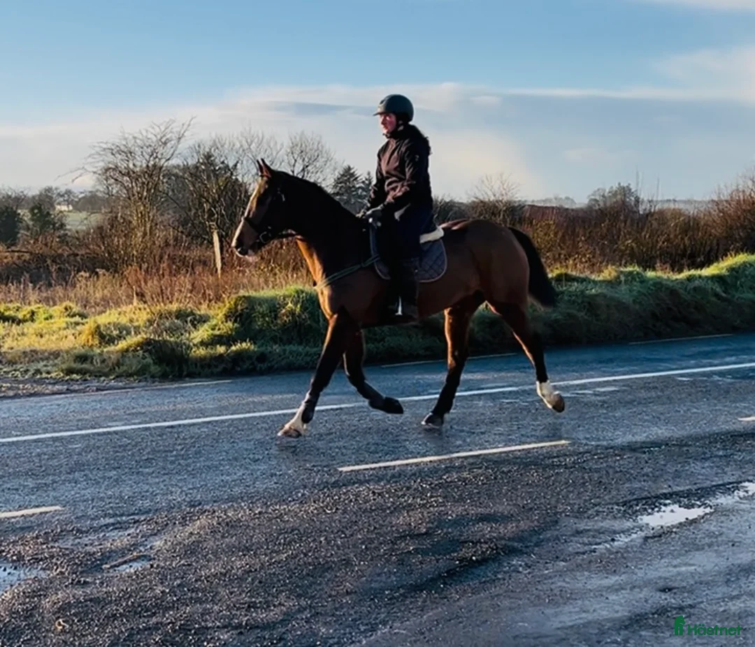 Allround hästar till salu: 6yo Allrounder mare 15,2hh i Ljungby - Annons 6