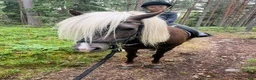 Island hästar till salu: Välriden drömhäst - Annons 4