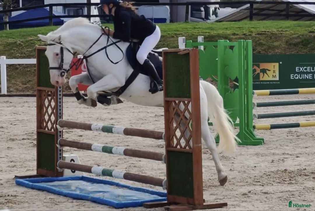 Hoppning hästar till salu: Potential top track pony  i Madrid - Annons 3