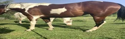 Western hästar till salu: American Paint Horse Sto f. 2017, Reg. APHA - Annons 2