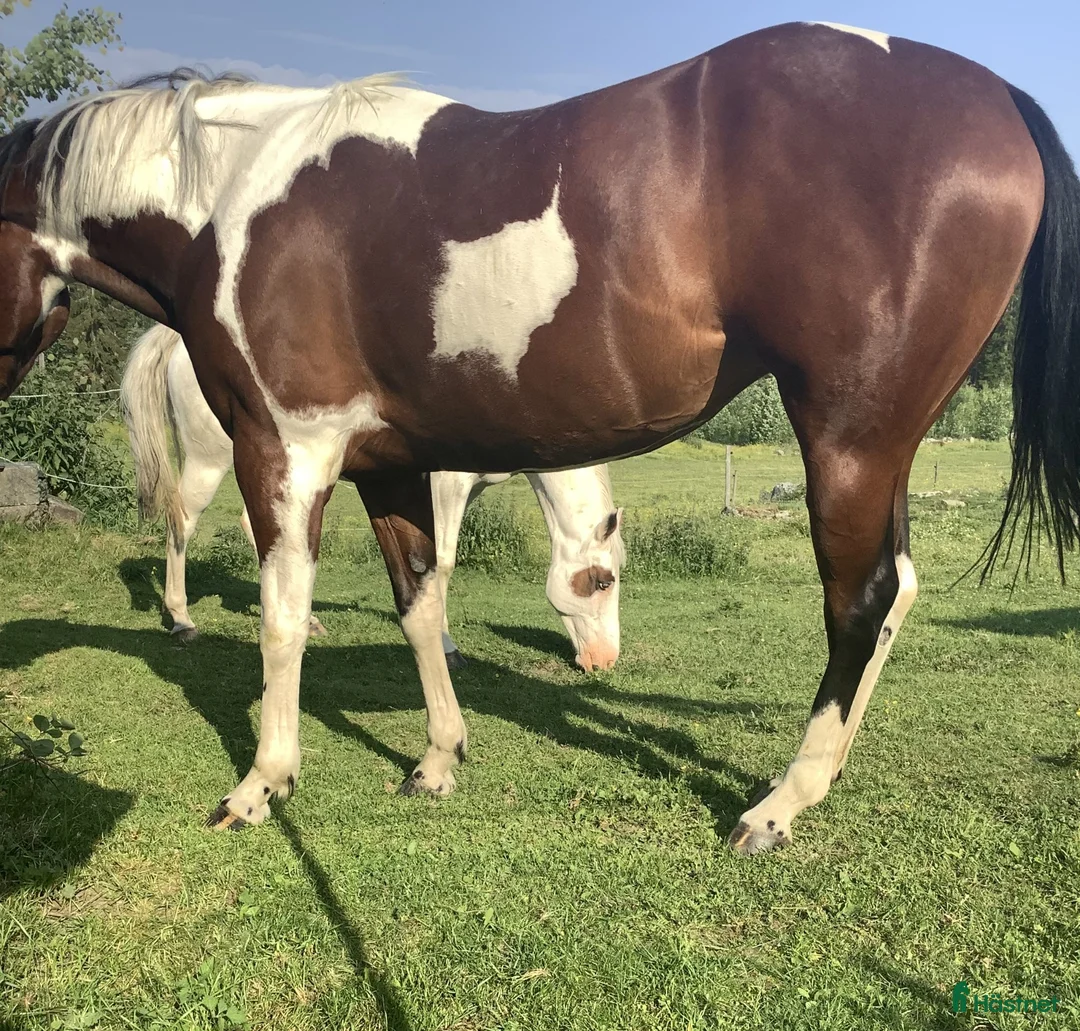 Western hästar till salu: American Paint Horse Sto f. 2017, Reg. APHA - Annons 2
