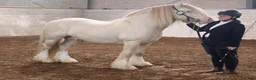  avel finnes: Irish Cob hingst för avel - Annons 1