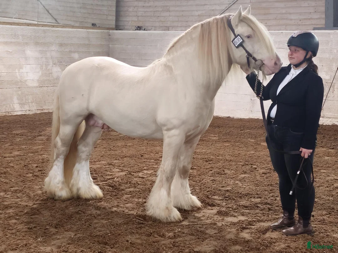 avel finnes: Irish Cob hingst för avel - Annons 1