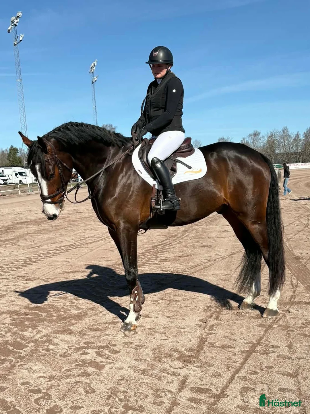 Hoppning hästar till salu: Lovande 5åring  i Mjölby - Annons 2