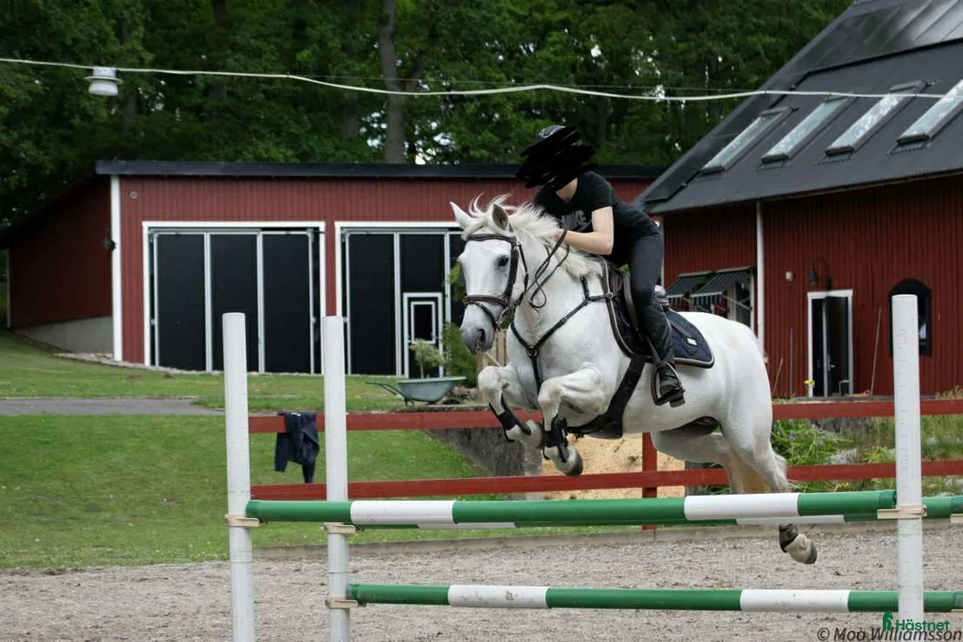 Hoppning hästar till salu: Trevlig ponny säljes i Värnamo - Annons 3