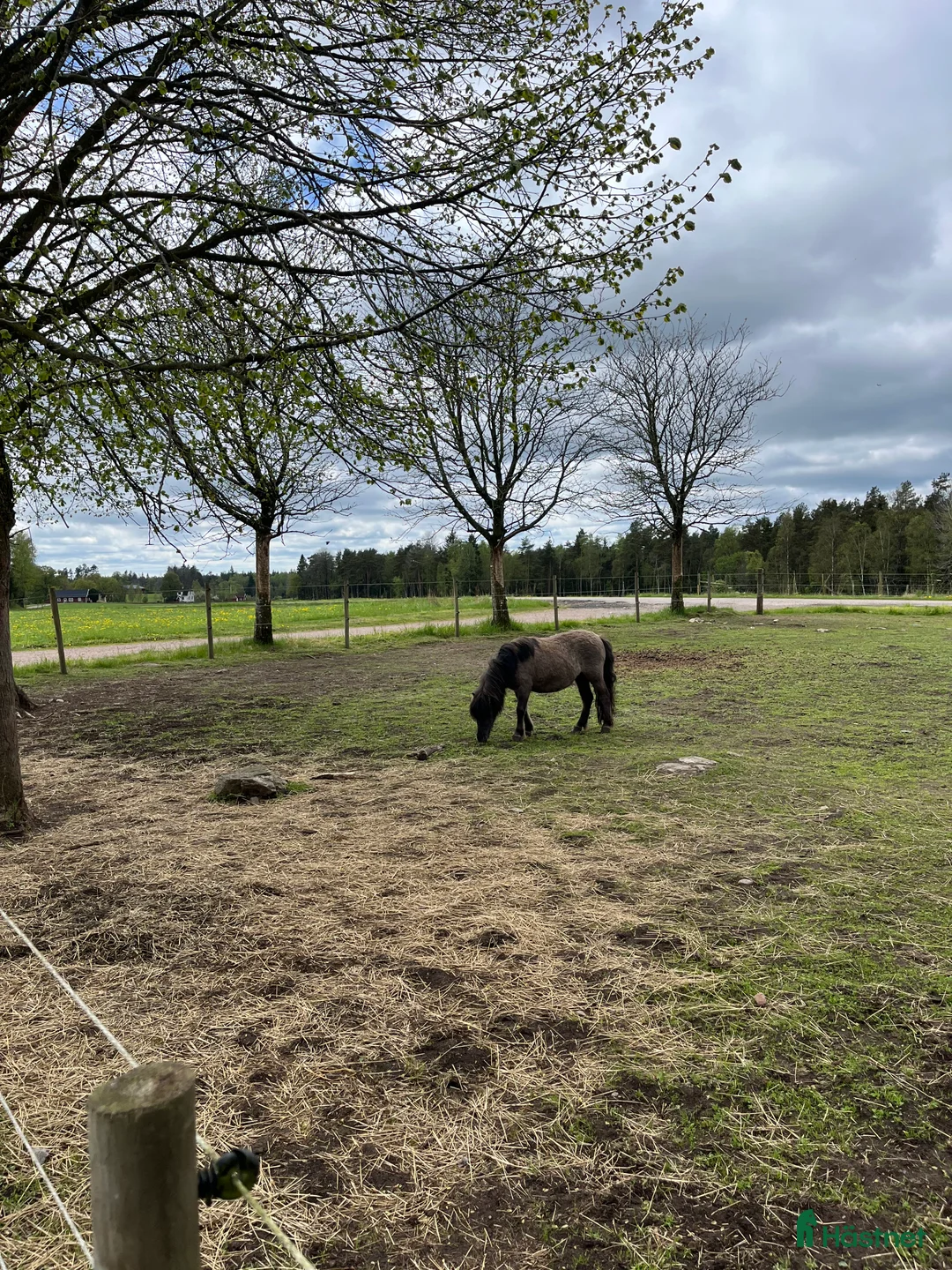 Allround hästar till salu: Underbara Inez i Långaryd - Annons 4