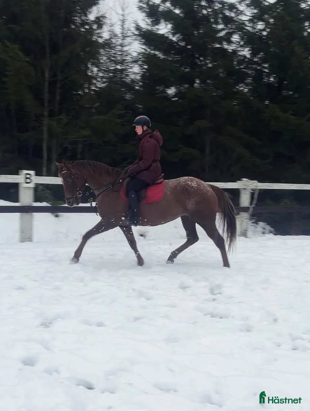 Allround hästar till salu: Trevligt Appaloosa sto i Sävsjö - Annons 4
