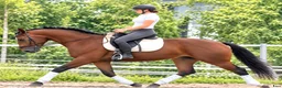 Allround hästar till salu: Top Silesian Model-movement and quality  - Annons 7