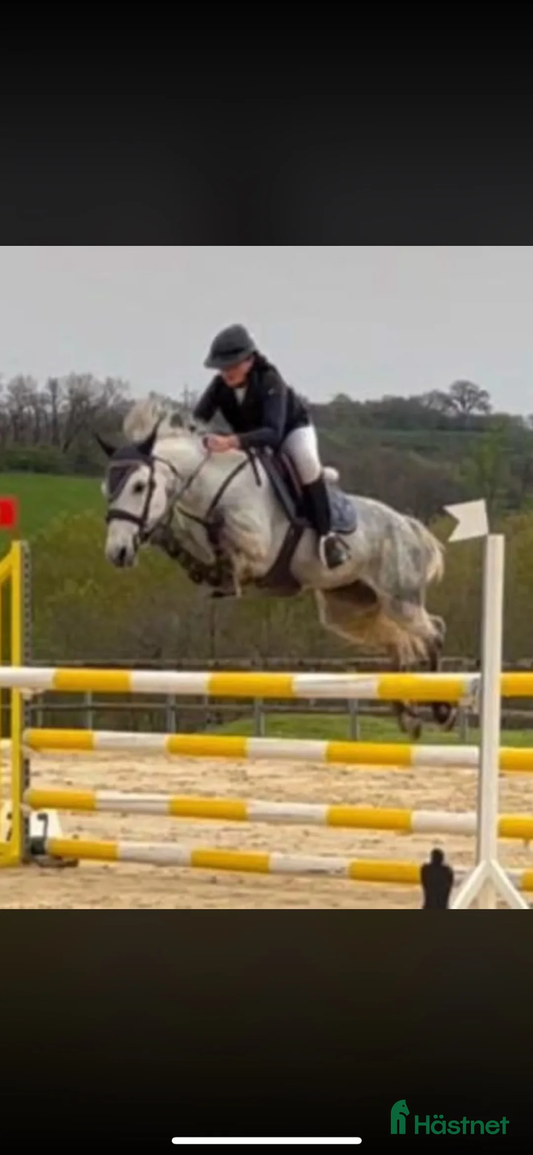 Hoppning hästar till salu: Salu från Frankrike  i Kolding - Annons 1