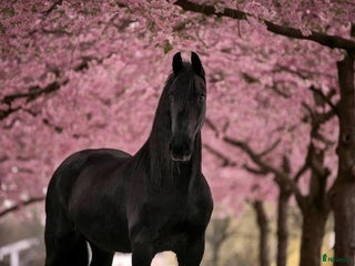 medryttarhäst finnes i Märsta - Annons 3