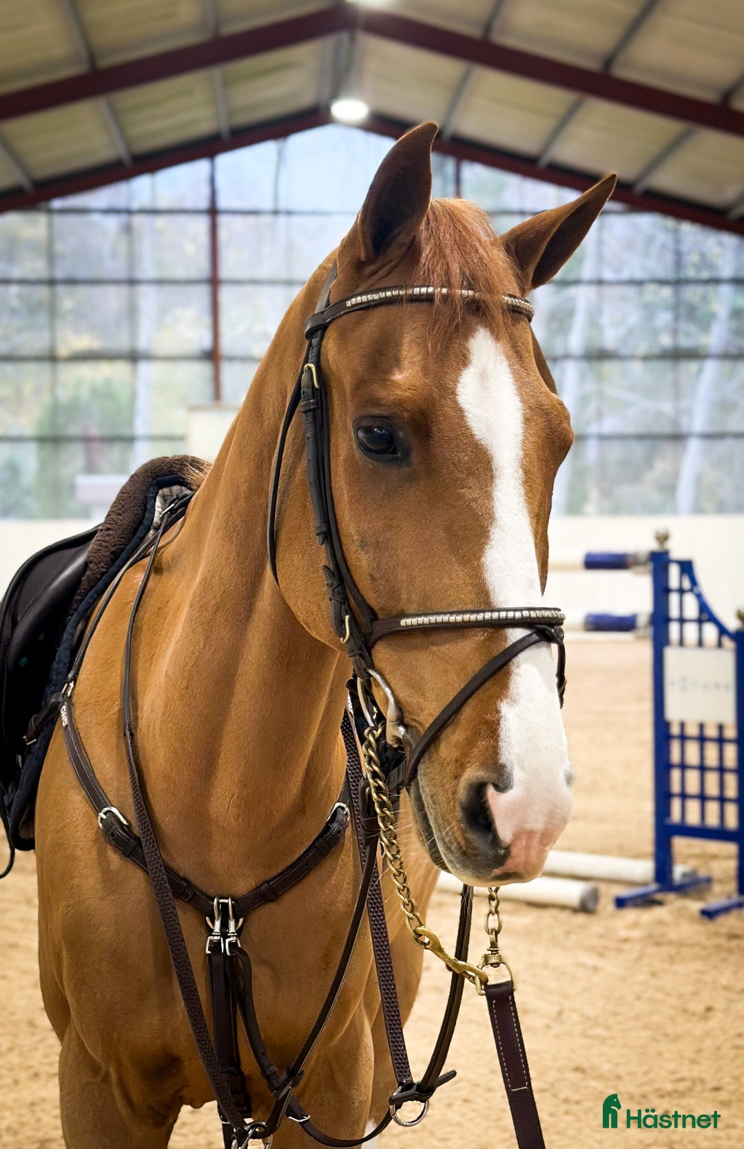 Hoppning hästar till salu: Lyxig läromästare för det största i Kungsängen - Annons 2