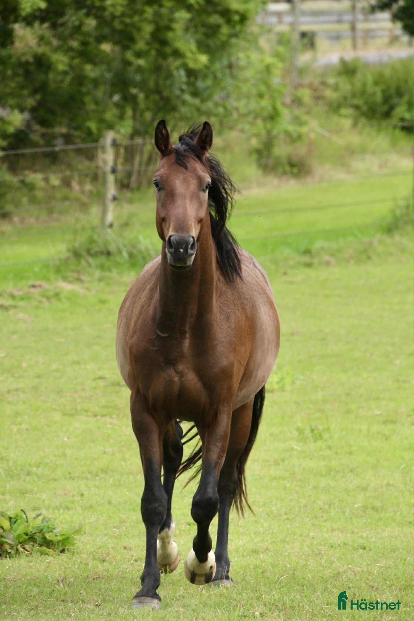 Allround hästar till salu: Kanesson RG e. Kane - en kompis för det mesta i Hallaröd - Annons 1