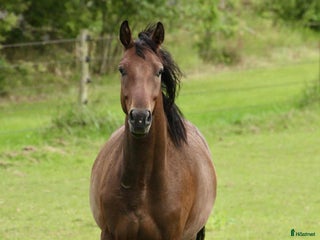 hästar Kanesson RG e. Kane - en kompis för det mesta i Hallaröd - Annons 20