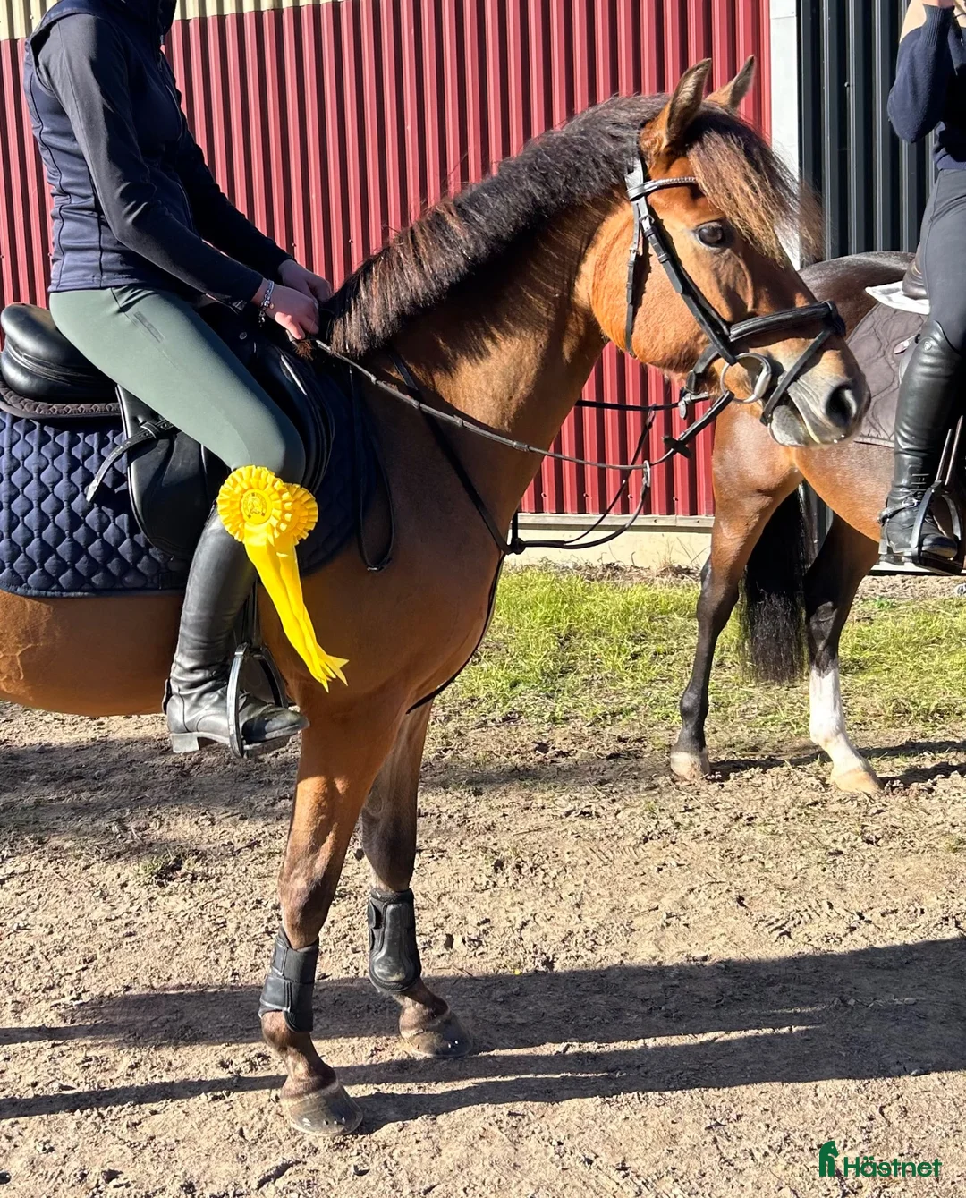 Allround hästar till salu: Superhärlig ungponny!❣️ - Annons 1