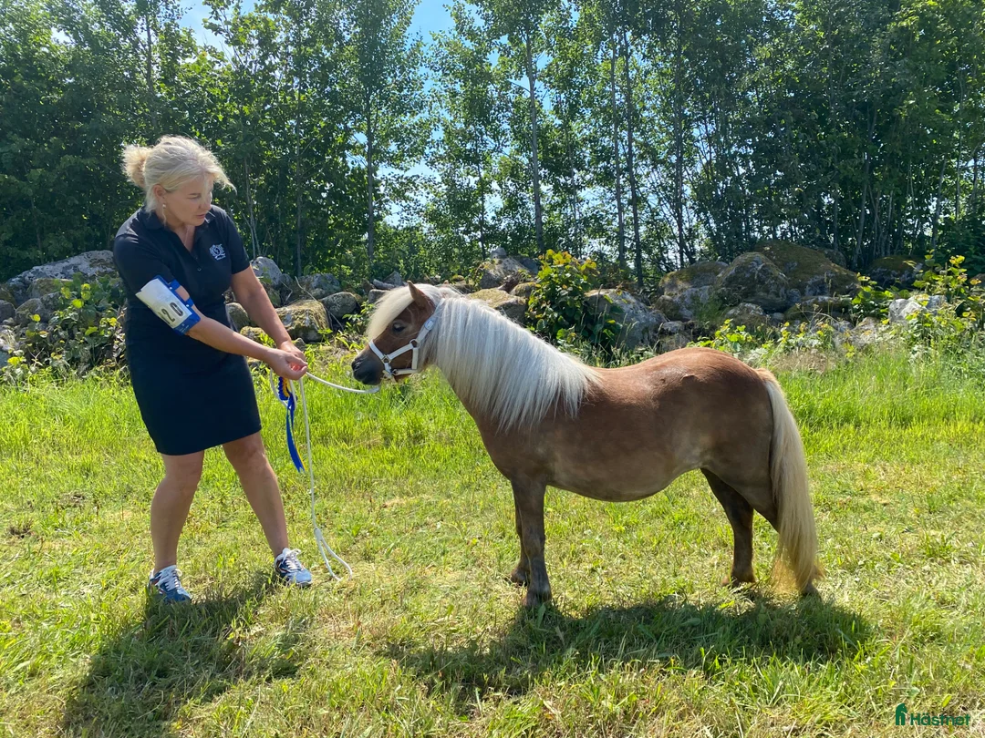 Utställning hästar till salu: Minishetlandssto i Vellinge - Annons 2