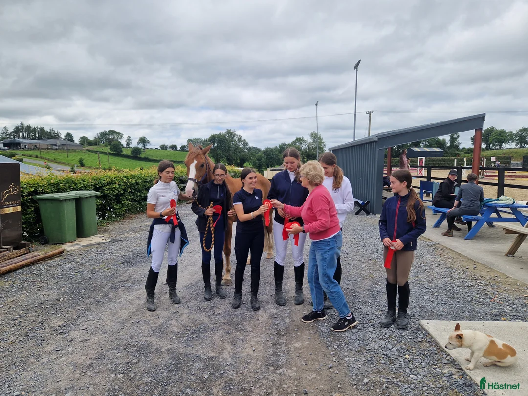 Dressyr hästar till salu: Equestrian holiday in Ireland  - Annons 16