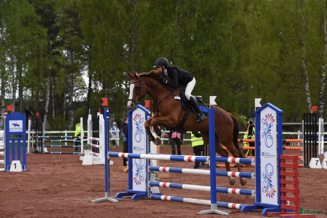 Allround hästar till salu: Trevlig allroundhäst i Avesta - Annons 1