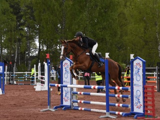 Allround hästar till salu: Trevlig allroundhäst i Avesta - Annons 1