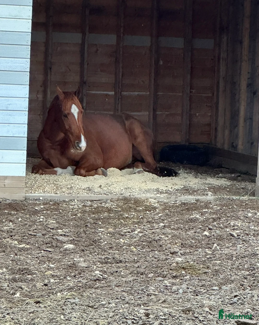 Dressyr hästar till salu: Framtids stjärna i Vetlanda - Annons 3