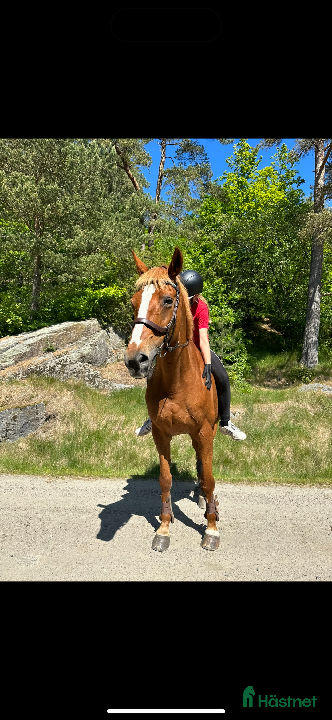 Allround hästar sökes: Söker du långvarig helfodervärd? Kolla hit! i Tollered - Annons 2