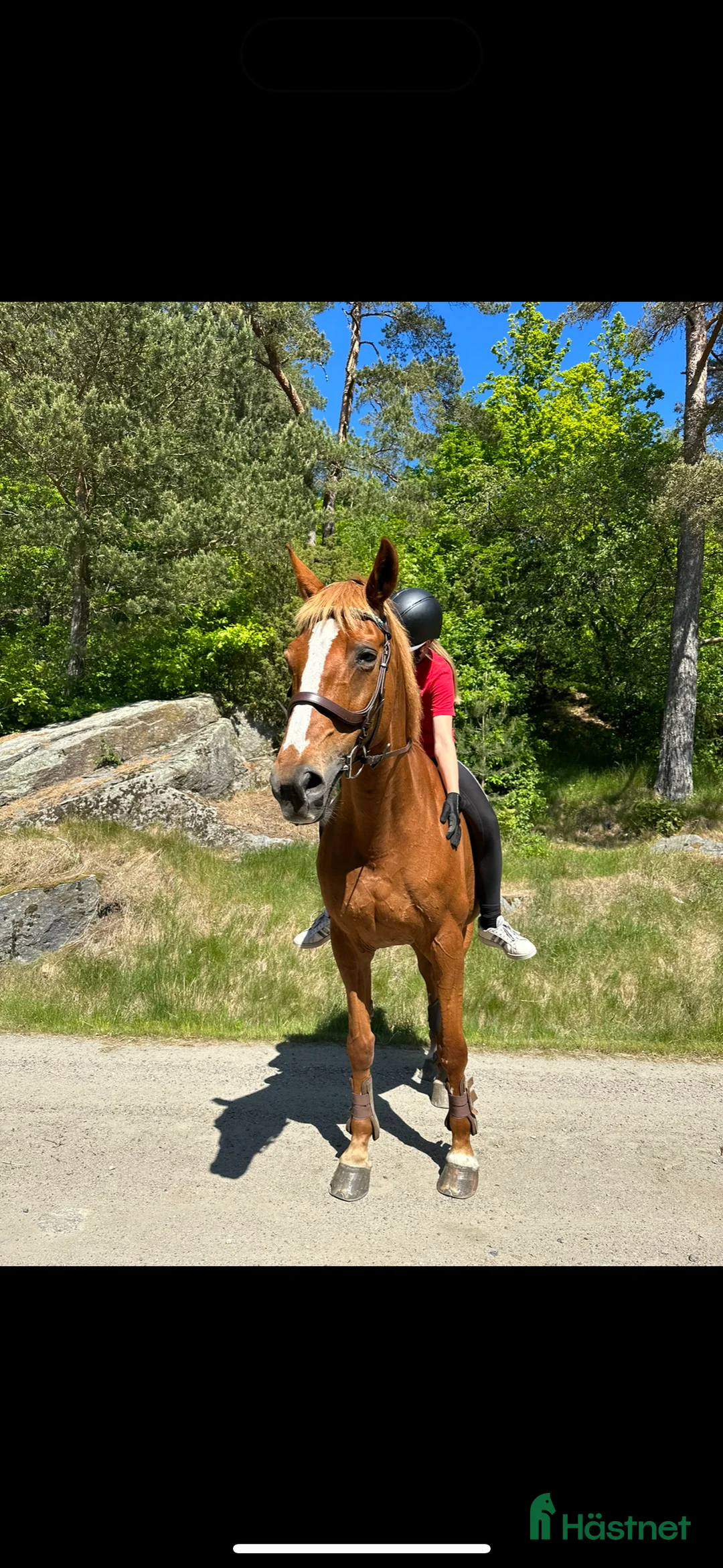 Allround hästar sökes: Söker du långvarig helfodervärd? Kolla hit! - Annons 2