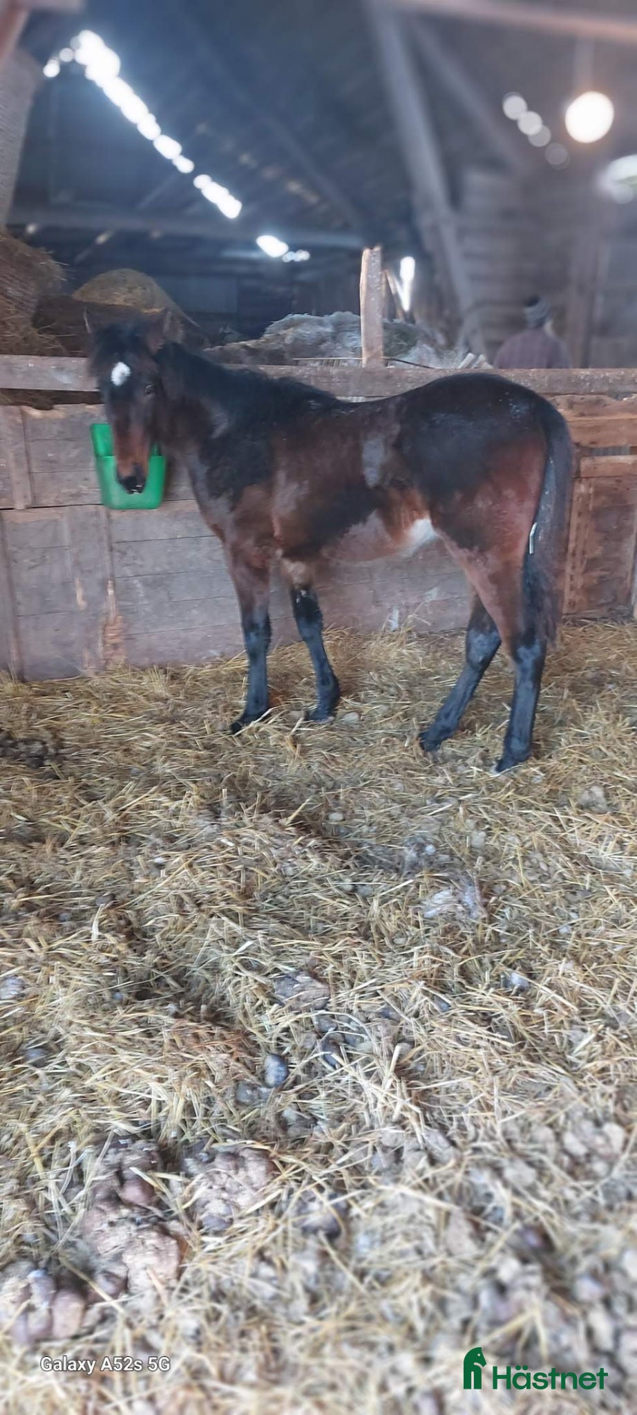  hästar 1 Åring e. Calle Crown  - Annons 8