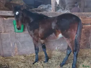 hästar 1 Åring e. Calle Crown - Annons 8