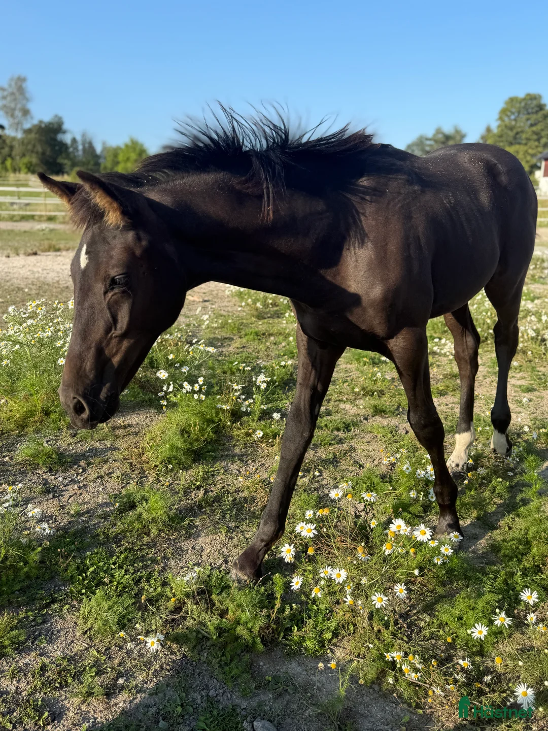 Dressyr hästar till salu: Tillfälle! Elegant skyline avkomma till bra pris - Annons 7