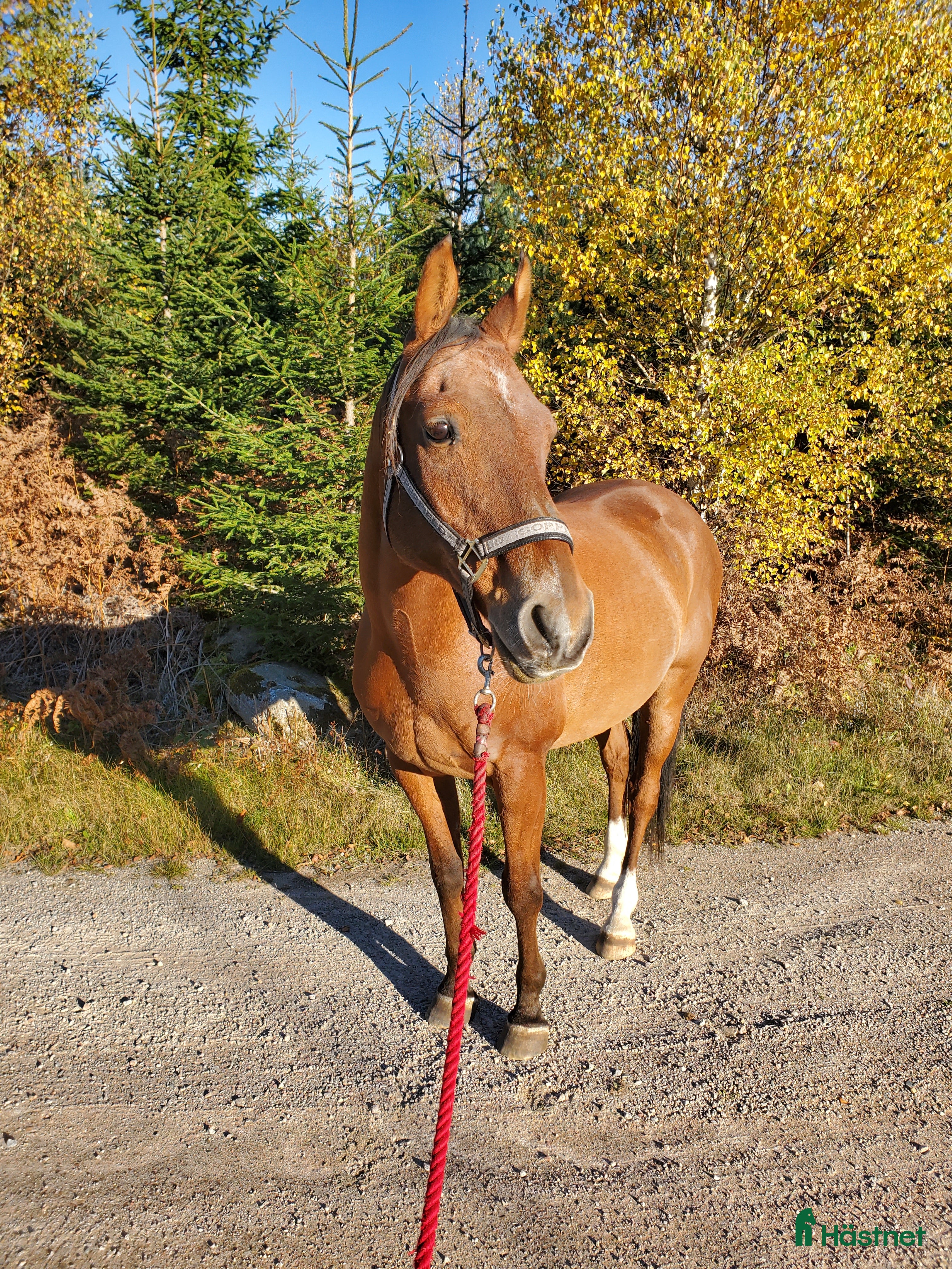  hästar Nyfiken, snäll valack söker sin människa  i Kallinge - Annons 1