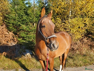 hästar Nyfiken, snäll valack söker sin människa i Kallinge - Annons 1