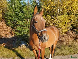 hästar Nyfiken, snäll valack söker sin människa i Kallinge - Annons 8