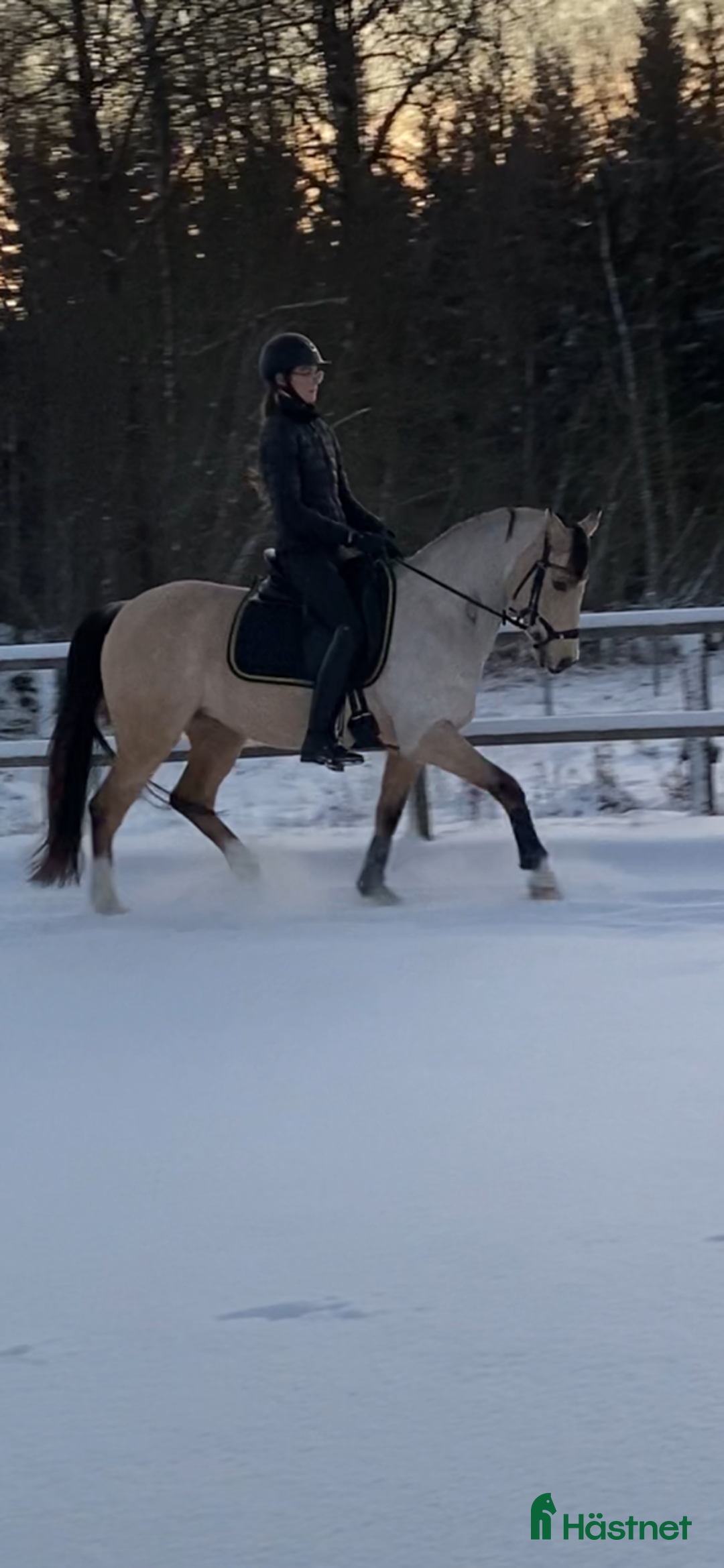 Dressyr hästar till salu: FEI ponny till salu!  i Växjö - Annons 5