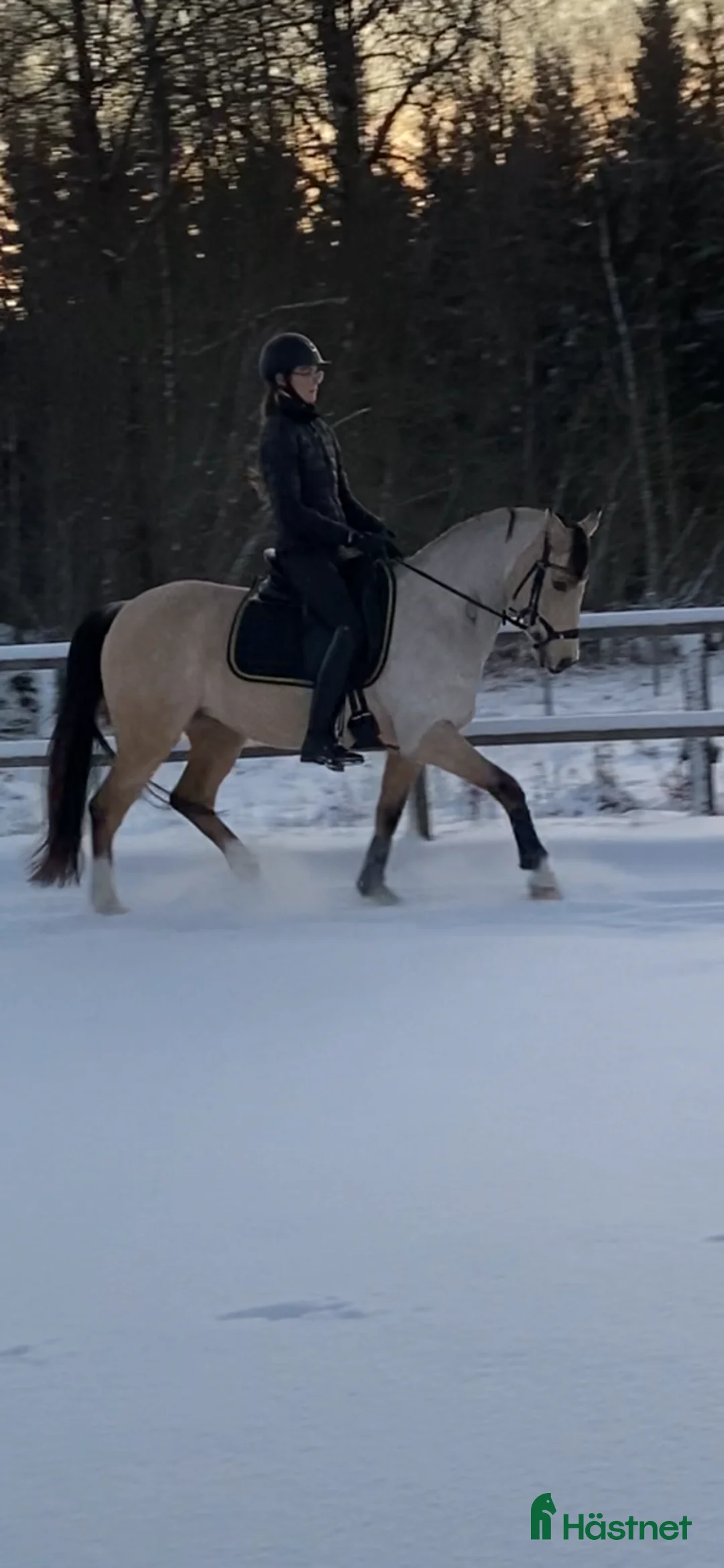 Dressyr hästar till salu: FEI ponny till salu!  i Växjö - Annons 5