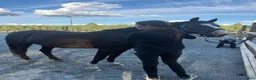 Övrigt hästar sökes: 🐴 HÄST SÖKES PÅ FODER ❤️ i Växjö - Annons 1