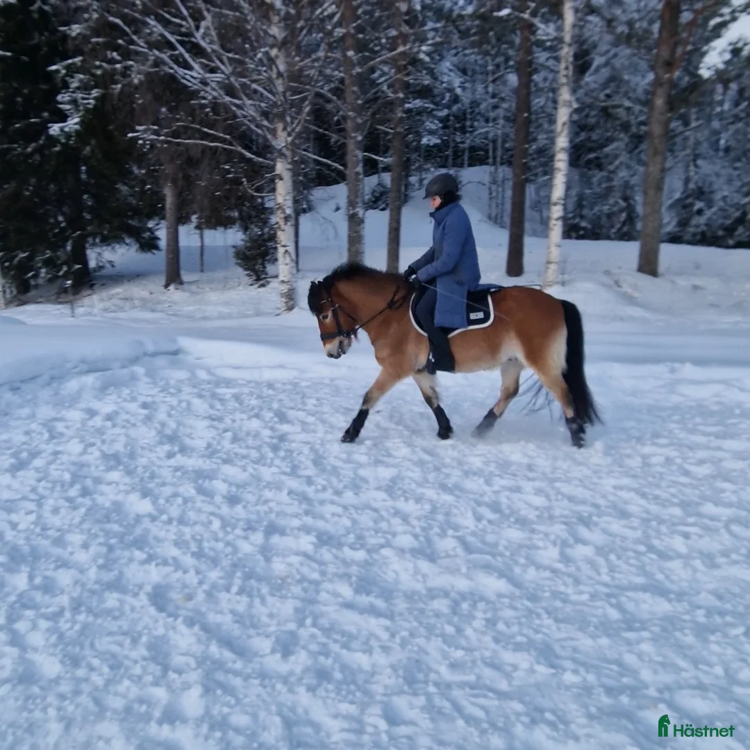 Allround hästar till salu: Talangfullt russ *TINGAD* i Vitå - Annons 2