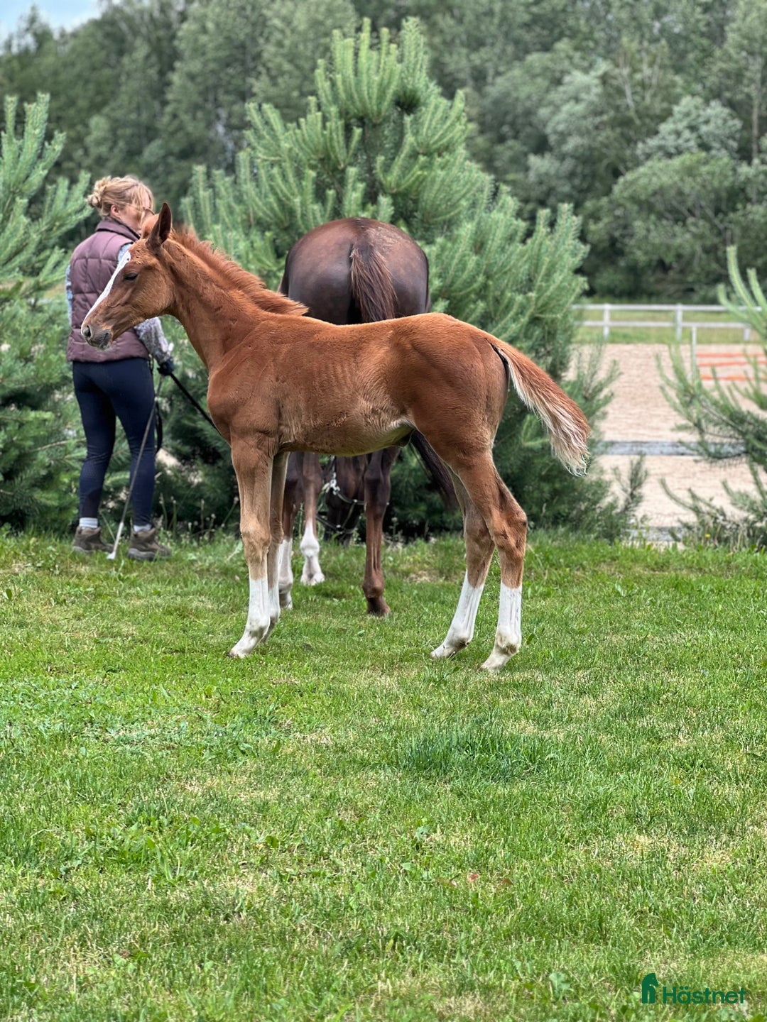 Hoppning hästar till salu: talented foal with top showjumping pedigree  i Ekerö - Bild 4