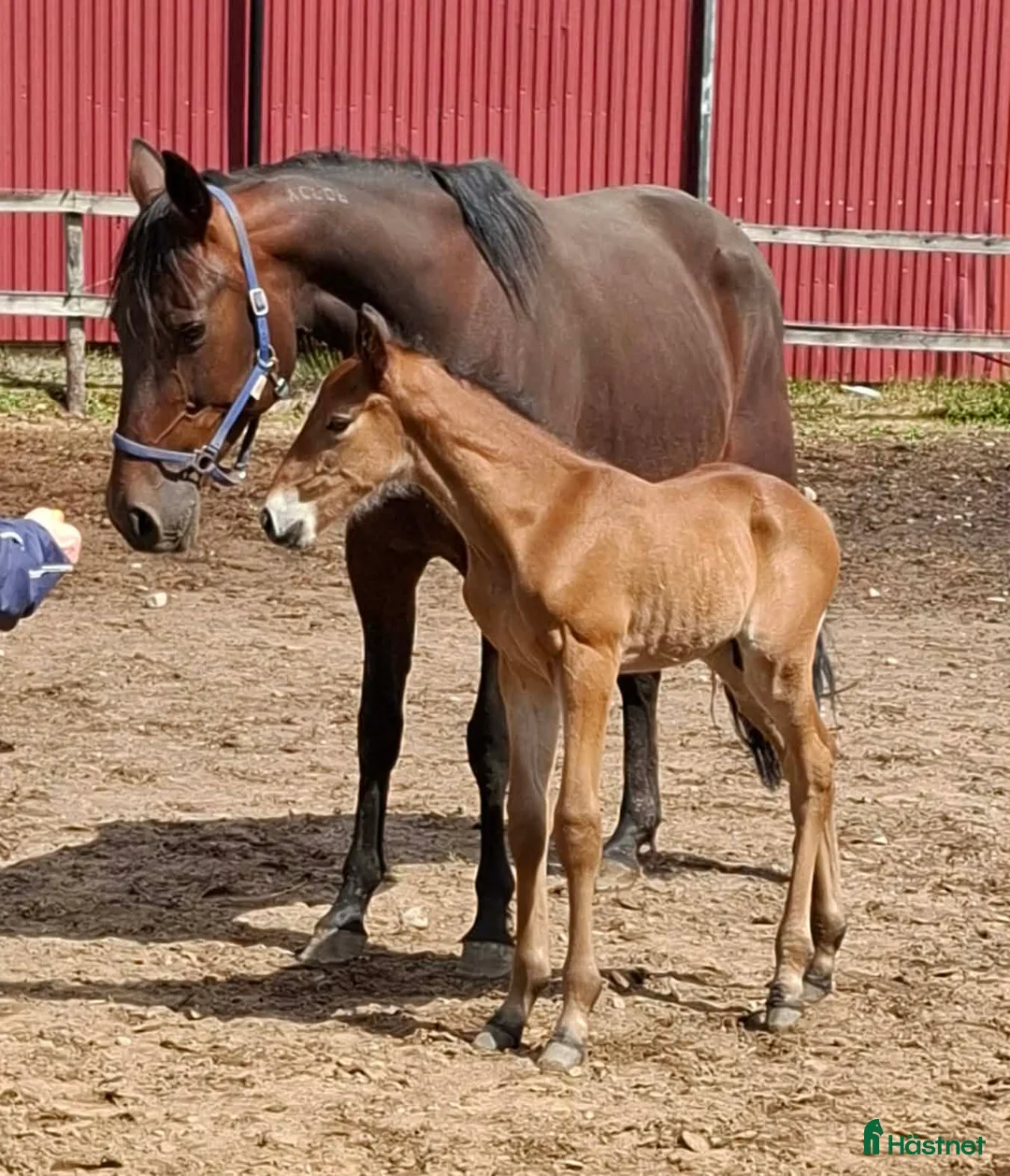 Trav hästar till salu: Fölsto - Annons 2