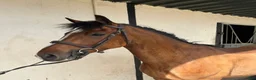 Hoppning hästar till salu: Attyrory Horses - Annons 19