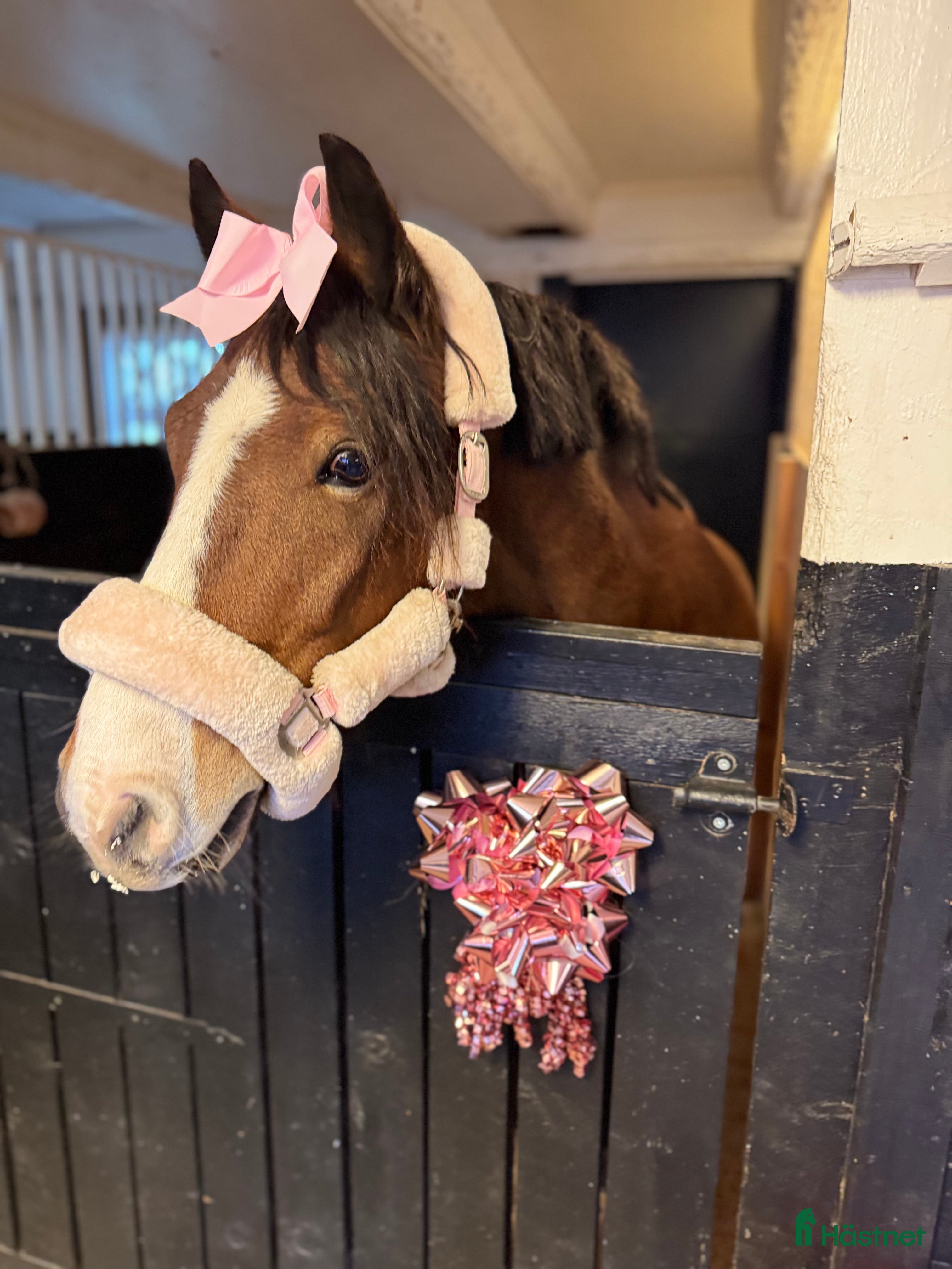 Allround hästar till salu: Maxad B-ponny för hobbyridning - Annons 1