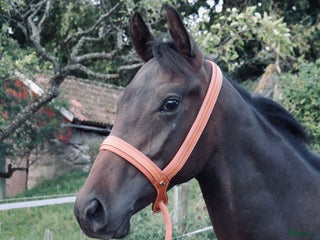 hästar i Skövde - Annons 16