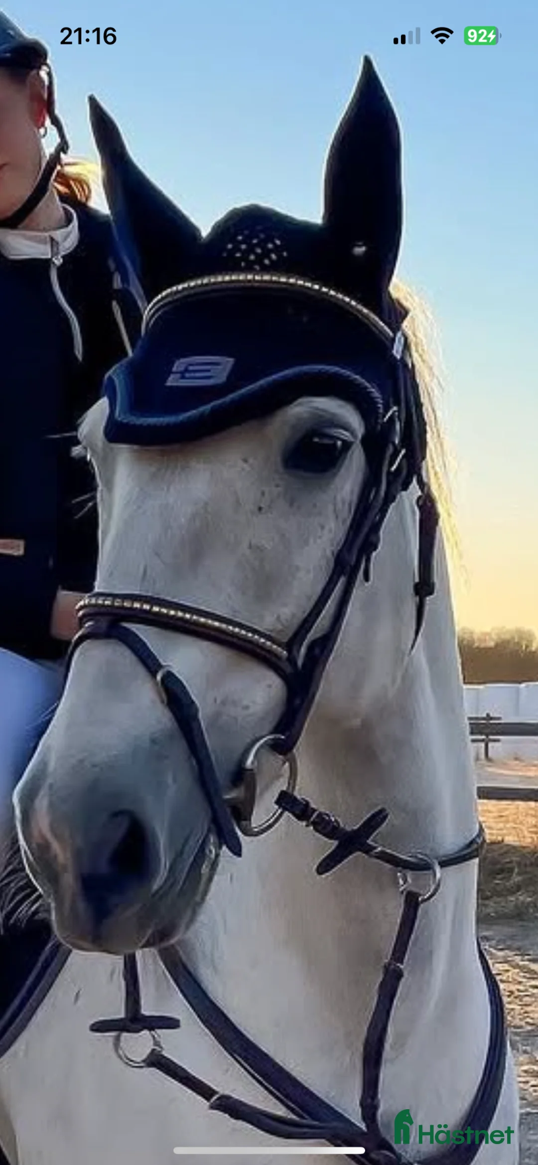 Schabrak & Vojlockar hästutrustning till salu: equiline - Annons 6
