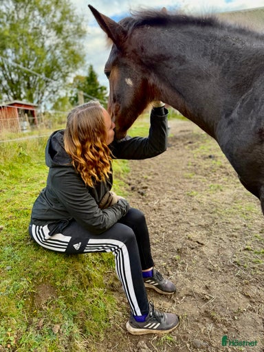 Galleribild {{count}}